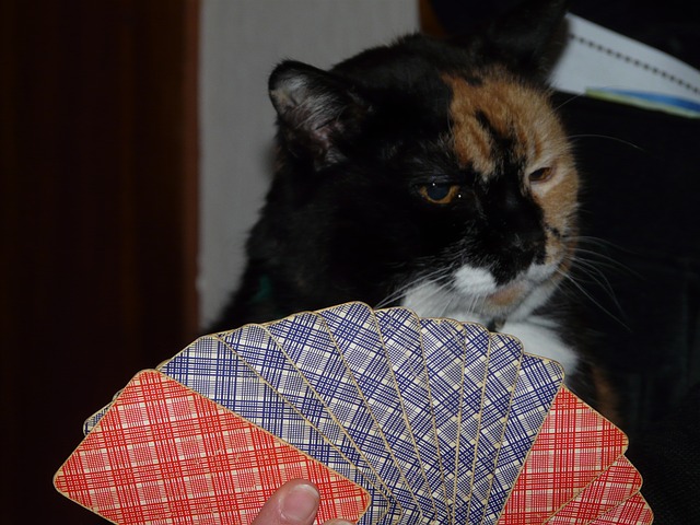 Katze Kartenspiel